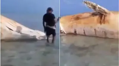 لغم حوثي يتسبب في مقتل حوت ضخم على سواحل اليمن