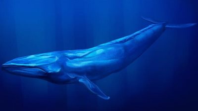 الحوت الازرق.. قصة الاصوات المخيفة القادمة من البحر المتوسط