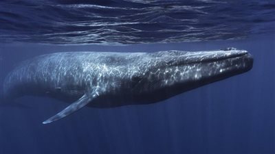 نداء الحوت أم أبواق السماء.. القصة الكاملة لـ أصوات الساحل الشمالي المرعبة