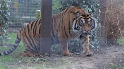 نمر حديقة الملز يفترس سوداني في الرياض.. شاهد رد حديقة الحيوان