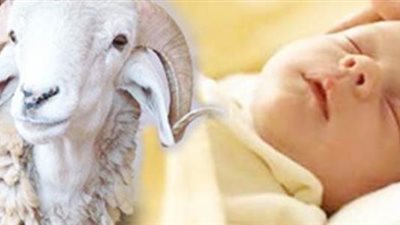 الذبيحة المطلوبة لعقيقة طفل.. مستشار المفتي يجيب