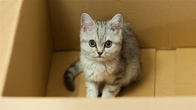 الشرطة البريطانية تلقي القبض على 