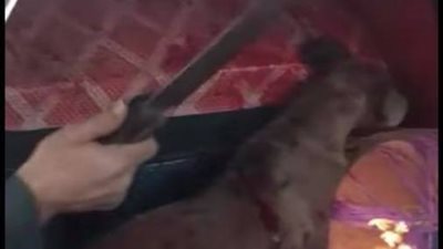 بعد واقعة كلب المطرية.. 