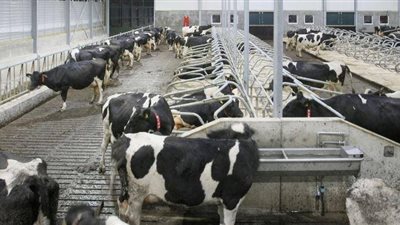 البحرين تحصن 30 ألف رأس من الحيوانات ضد الحمى القلاعية والجدري