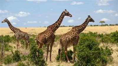 هل تولد الحيوانات في باكستان للموت؟