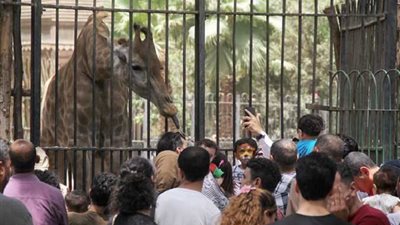 بمناسبة عيد الميلاد | حديقة الحيوان تفتح أبوابها للجمهور الثلاثاء المقبل رغم عطلتها الأسبوعية