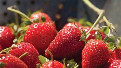 تعرف على بعض من فوائد الفراولة للأطفال