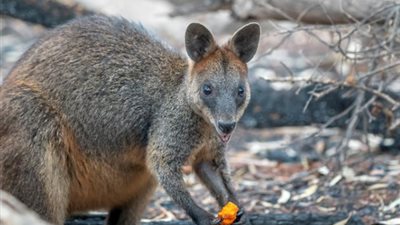 أستراليا.. صناعة السياحة تسعى للحصول على مساعدة عاجلة مع ارتفاع تكلفة حرائق الغابات
