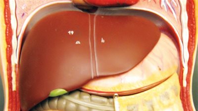 تعرف على نصائح هامة للحماية من أمراض الكبد