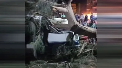 إصابة 9 بالمنوفية جراء سقوط شجرة على 