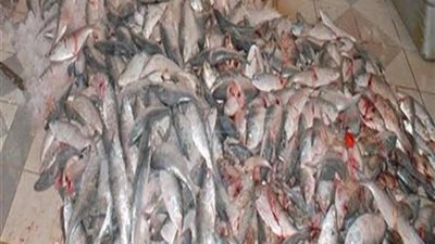 ضبط ١٤٠ طن أسماك فاسدة في بني سويف
