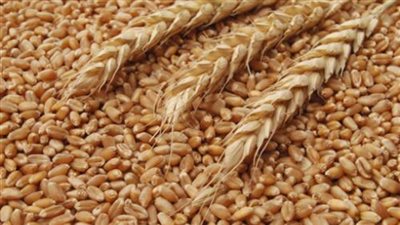 السلع التموينية تتعاقد على 180 ألف طن من القمح الفرنسي