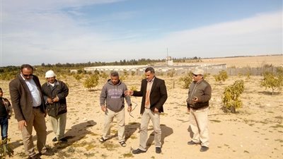 لجان عاجلة لمتابعة تأثير الصقيع على المحاصيل الشتوية في الإسماعيلية