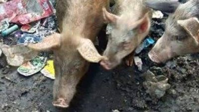 طبيبة بيطرية تفجر مفاجأة: طلاب اُصيبوا بإنفلونزا الخنازير و