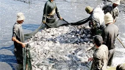 الثروة السمكية: 80% من إنتاج مصر يأتي من المزارع 