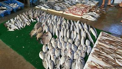 الثروة السمكية: تلوث البحار سبب انخفاض الإنتاج