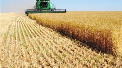  539 سجلا لنشاط تجارة الشعير بالسعودية في 2019       