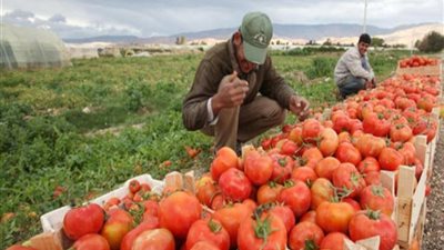  119 مليون دولار صادرات مصر الزراعية خلال 10 أشهر 