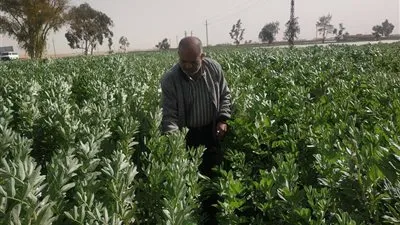 لجان متخصصة لمتابعة المحاصيل الاستراتيجية الشتوية بالإسماعيلية