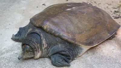 الصين تواجه فيروس كورونا بلحم السلاحف 