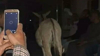 رد السكة الحديد على واقعة اصطحاب حمار داخل قطار الأقصر