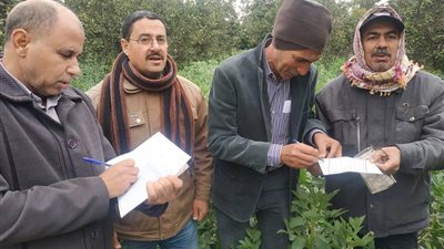 لجان متخصصة لمتابعة المحاصيل الشتوية بالإسماعيلية