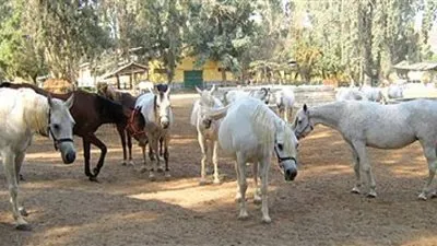 الزراعة: محطة الزهراء نواة للخيول العربية الأصيلة