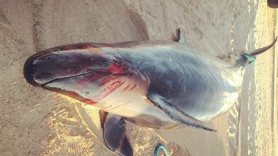 التفاصيل الكاملة للعثور على 