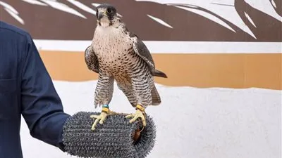 افتتاح مهرجان الصقور في نسخته السادسة بالحدود الشمالية