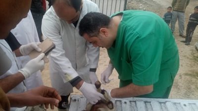 قوافل جامعة القناة تعالج 655 حالة بيطرية بالمجان في الإسماعيلية