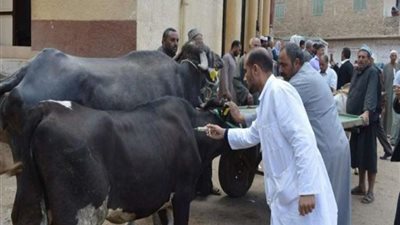 تحصين 12 ألف حيوان بالأقصر ضد 