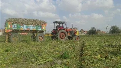 بداية جني محصول بنجر السكر في الإسماعيلية (صور)