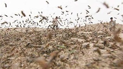 الزراعة: الدولة تتخذ خطوات مبكرة لمنع ظهور الجراد