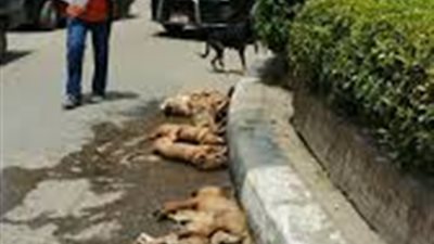 لقتله 30 كلبا.. بلاغ ضد عميد المعهد العالي للفنون المسرحية