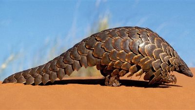 يتعرض للانقراض وساعد علي انتشار كورونا.. ما لا تعرفه عن حيوان البنغول