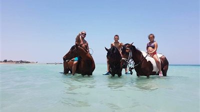 السياح يتحدون