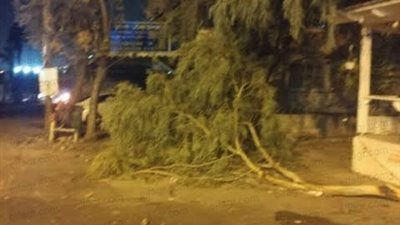 عاجل.. اقتلاع أشجار نتيجة حالة الطقس السيئ في قنا