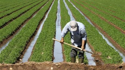 رئيس مصلحة الميكانكا والكهرباء: 