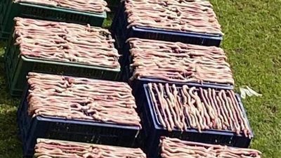 التحفظ على 5 صينيين أقاموا حفل شواء 