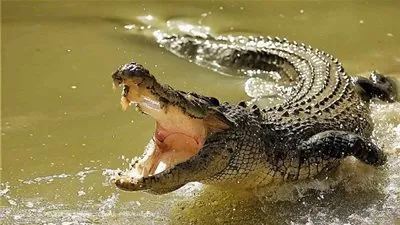 تمساح Crocodile رواندا يتصدر 