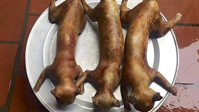  شنتشن الصينية تحظر أكل القطط والكلاب بعد أزمة كورونا 