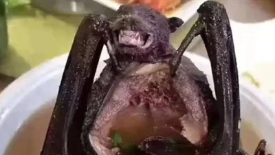 إعلامية صينية تفجر مفاجأة عن تناول شوربة الخفافيش وأكل الكلاب (فيديو)