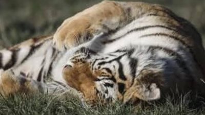 نمور وقطط.. كورونا يفترس الحيوانات