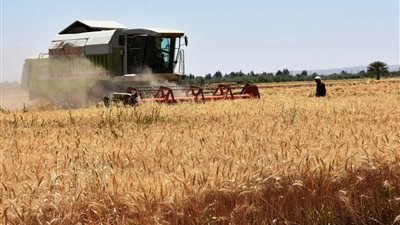 أسوان أول محافظة تورد محصول القمح لموسم 2020 (صور)