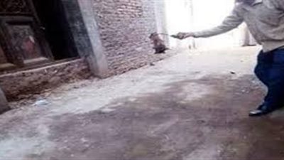 الطب البيطري: قضينا على 60% من خفافيش القليوبية بـ 