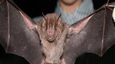 هل يوجد خفافيش مصاصة للدماء في مصر؟.. 