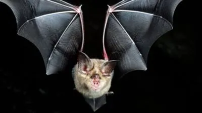 بعد ظهورها في القليوبية.. 6 أضرار للخفافيش
