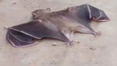 بعد ظهورها في القليوبية.. آلية الوقاية من خطر الخفافيش