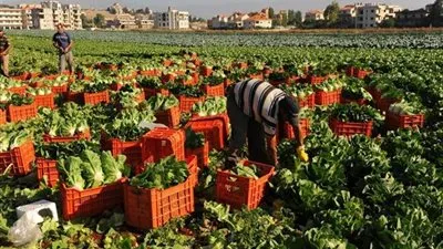 الزراعة: لدينا احتياطات تكفى لمواجهة أى أزمة طارئة (فيديو)