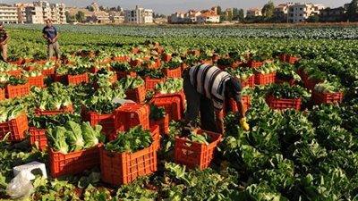 الزراعة: مصر الأولى عالميا في تصدير الموالح
